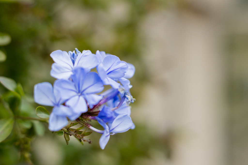 この花なんの花