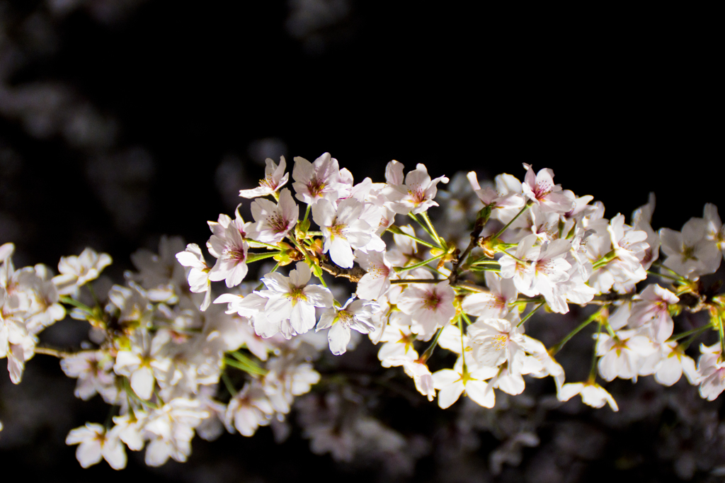 桜の波