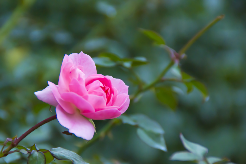 Pink Rose 2