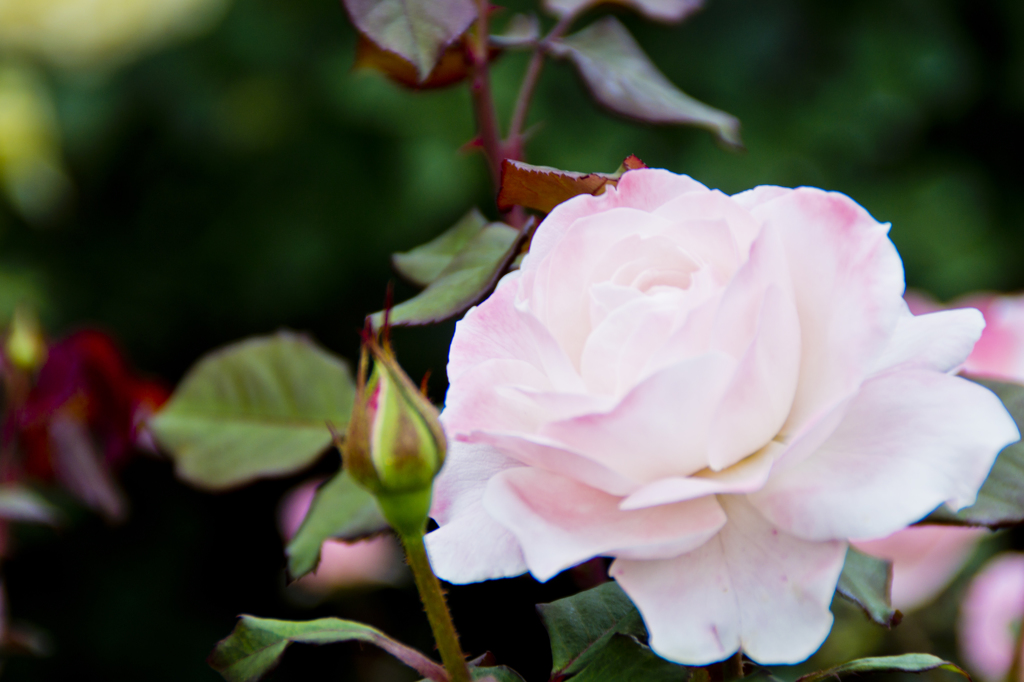 White Rose