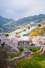 芦屋川と桜