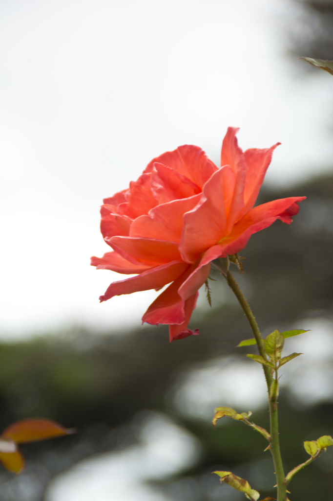 Orange Rose