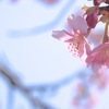 緋寒桜