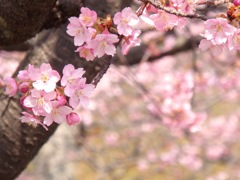 緋寒桜　3