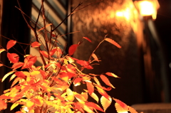 徒歩１秒の紅葉