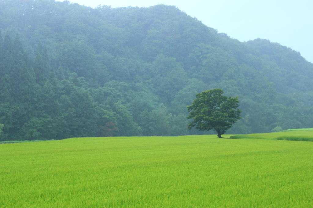 秋田にもあった哲学の木