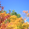 秋の彩３色盛り　￥３８０