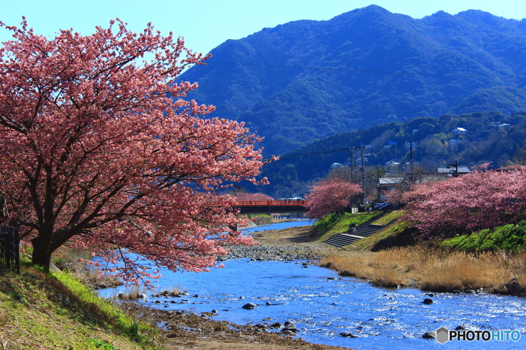 河津桜