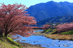 河津桜