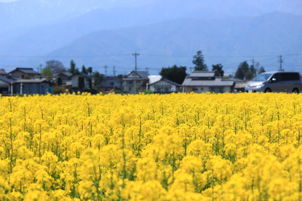 菜の花