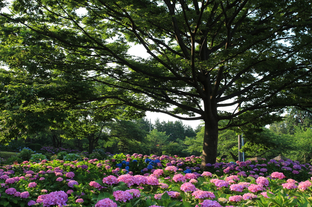 北勢町あじさい公園