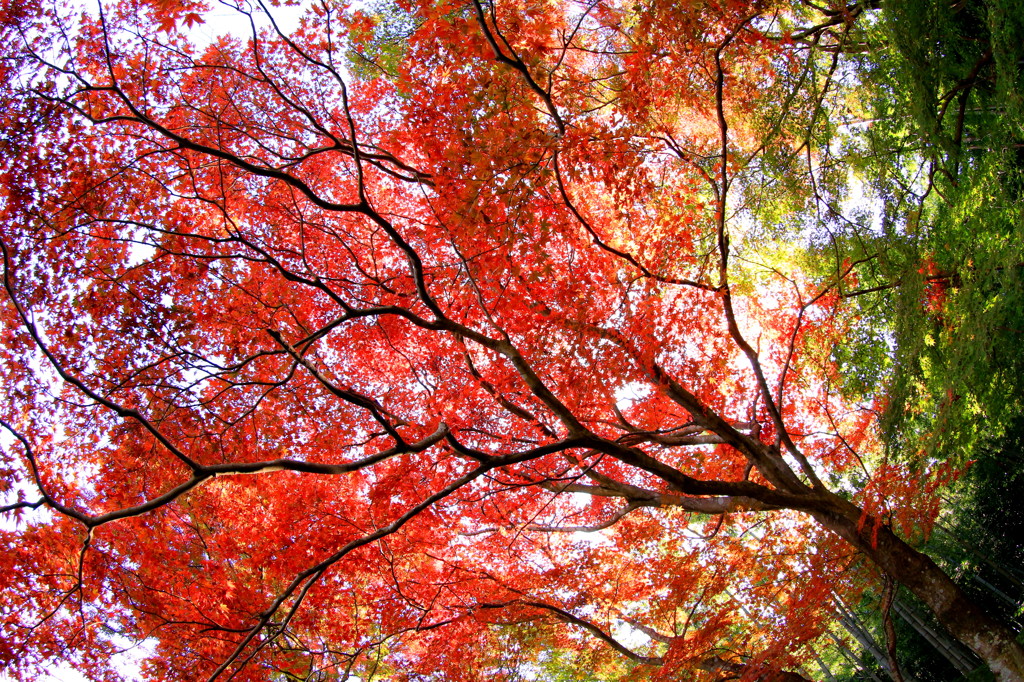 紅葉
