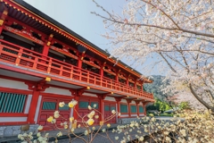那智の桜