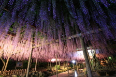 天王川公園の藤まつり