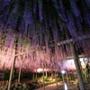 天王川公園の藤まつり