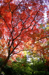 紅葉
