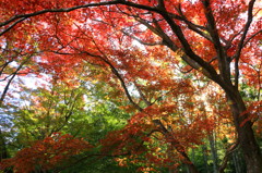紅葉