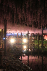 天王川公園の藤まつり