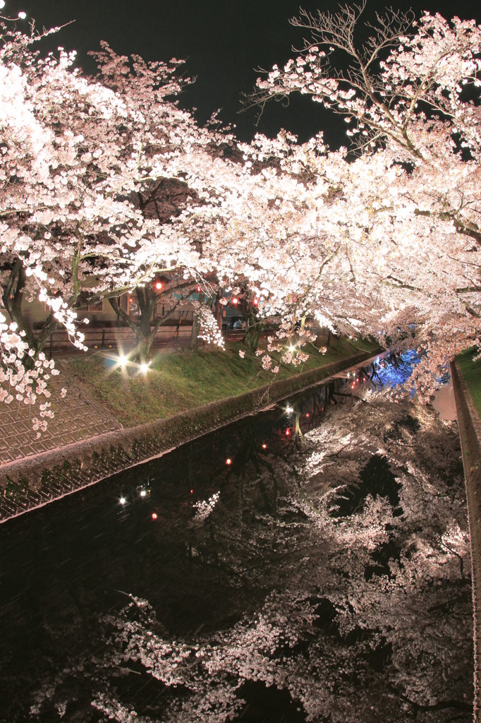 水面の桜