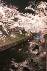水面の桜