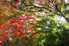 紅葉