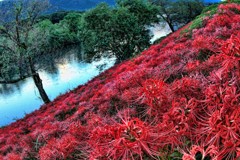 津屋川彼岸花