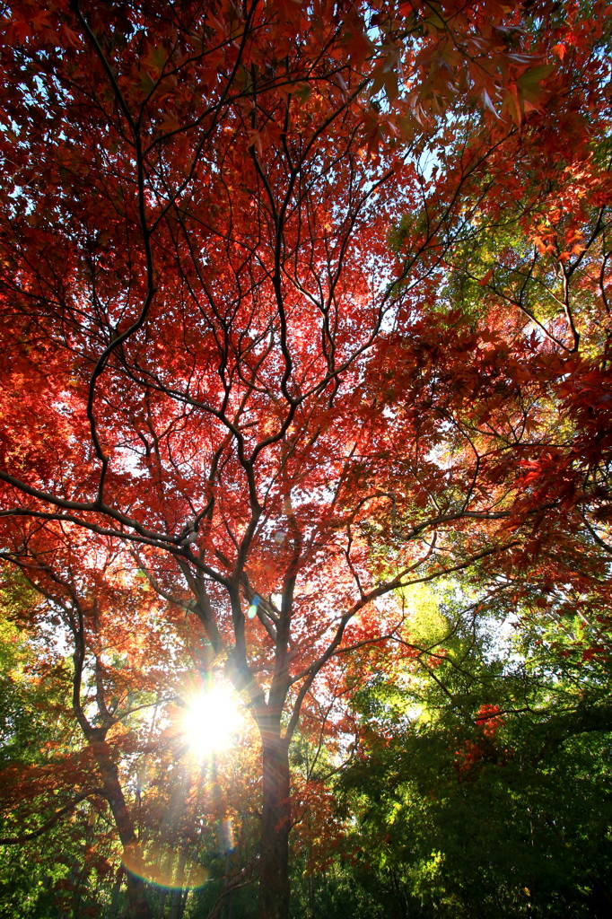 紅葉