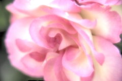 薔薇