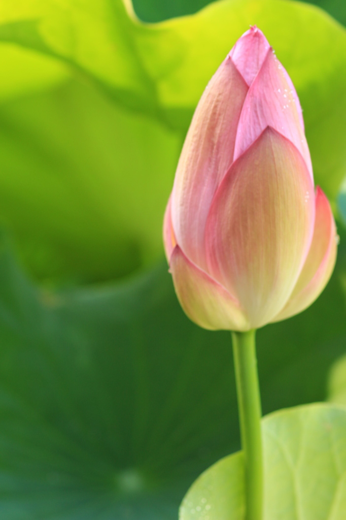 蓮の花