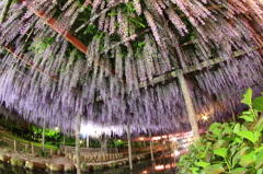 天王川公園の藤まつり