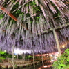 天王川公園の藤まつり