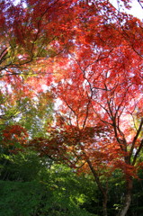 紅葉