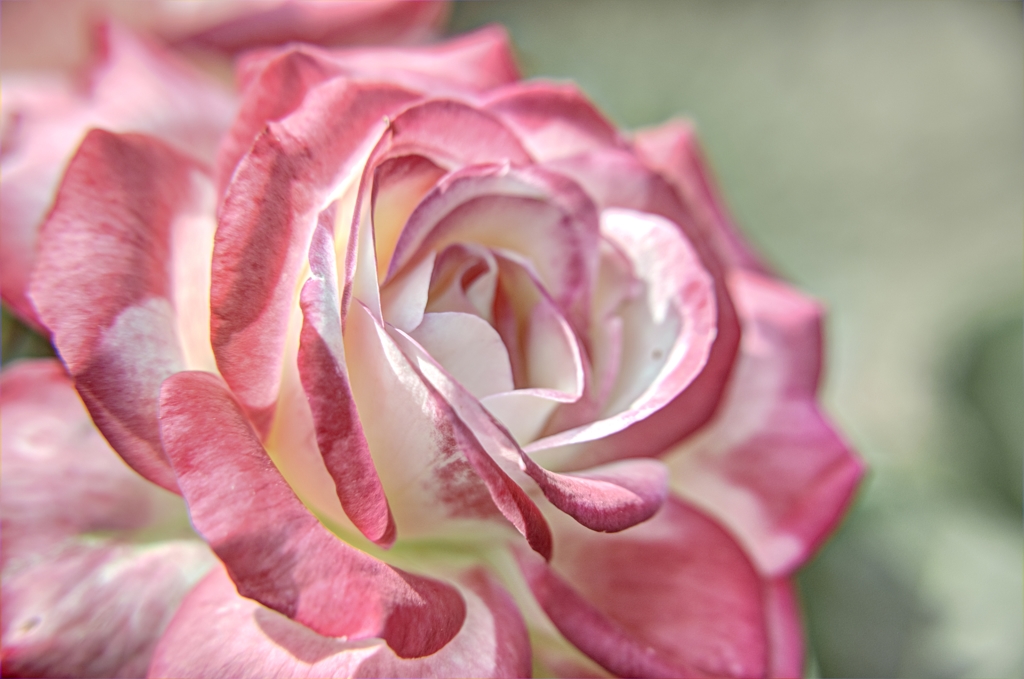 薔薇