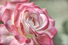 薔薇