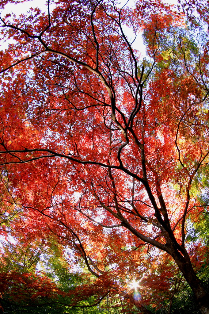 紅葉