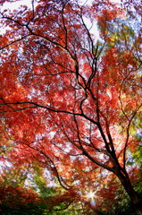 紅葉