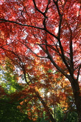 紅葉