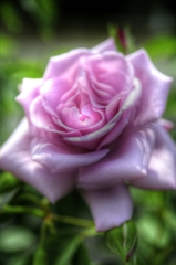 薔薇