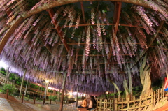 天王川公園の藤まつり