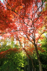 紅葉