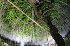 曼陀羅寺の藤