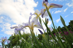 花菖蒲