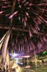 天王川公園の藤まつり