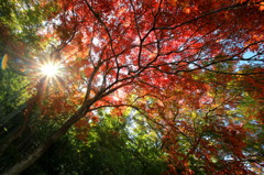 紅葉