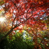 紅葉