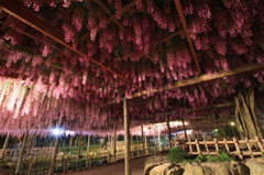 天王川公園の藤まつり