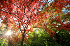 紅葉