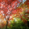 紅葉
