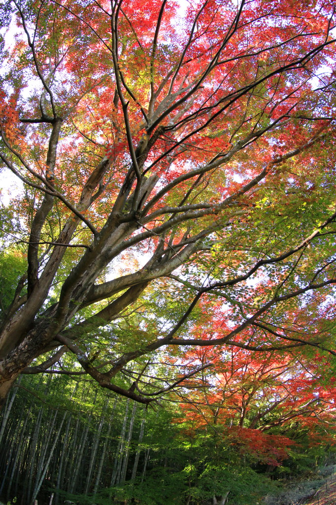 紅葉