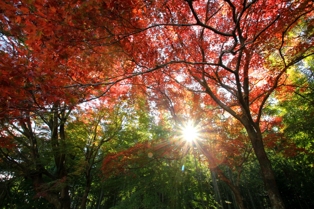 紅葉